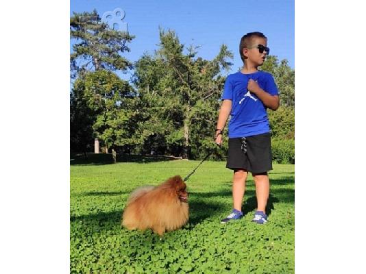 Pomeranian, όμορφα κουτάβια